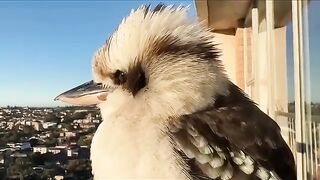 Big Bird in Balcony