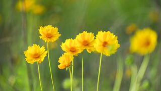 Bright Yellow Coreopsis Flowers In Spring