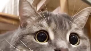 Cats are smart ????