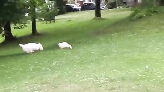 Swans in Field