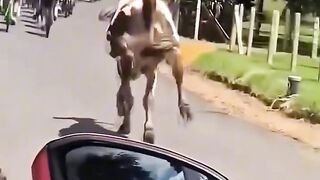 Funny funny viral viral