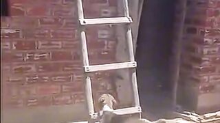 DOG funny funny viral