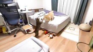 Excellent Funny Fighting at Home