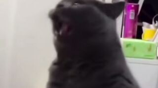 Is just a cat