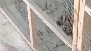 Pegions shorts #subcribe my videos