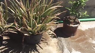 Small rooftop garden