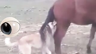 DOG funny funny
