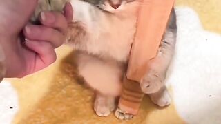 Cat holding onto a pillar