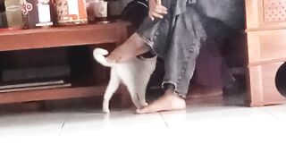 Cara kucing minta makan