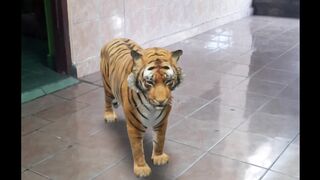 Lion animal