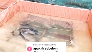Pemijahan lele 1 jantan 4 betina, BISA atau TIDAK❓