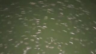 Jika larva lele terlihat seperti ini dimalah hari setelah hujan, itu wajar