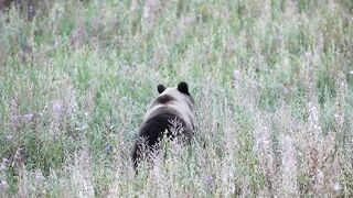 A bear in a field.mp4