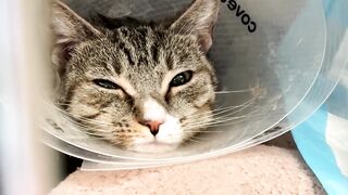 NY vets, advocates, lawmakers seek tougher animal cruelty laws - Reuters.