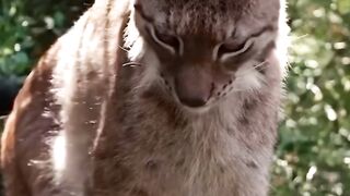 It’s just a cat