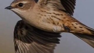 ababil bird