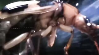 Insect Shoots Acid