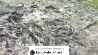 Cara agar ikan lele tumbuh sama rata sampai panen