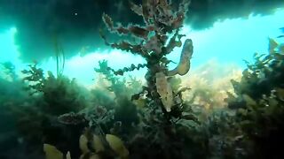 Beautiful Animals Under the Sea