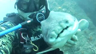 Lovely Shark under the Sea