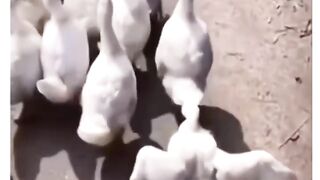 Animals style press play funny