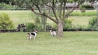 Two Dog Players