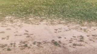 Beautiful HMC warriors cricket pitch