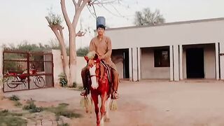 Horse video and vlog