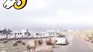 #funny#viral#pressplay