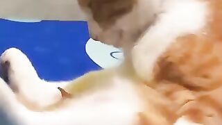 Cute cat