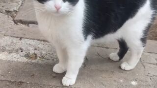 I love street cats very much ????????????????
