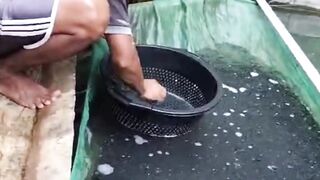 Alat yang satu ini sangat penting dalam alur budidaya ikan lele