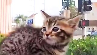 #omg#eagle#cat#viral#pressplay