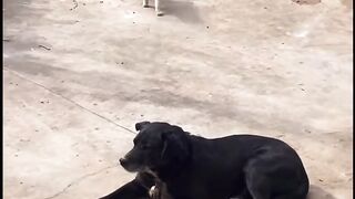 #cat#dog#funny#funny#pressplay