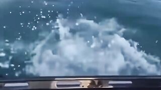 #funny#falls#viral#falls#pressplay