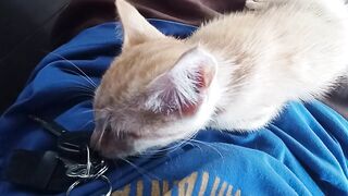 Si oyen tiba-tiba minta dipangku