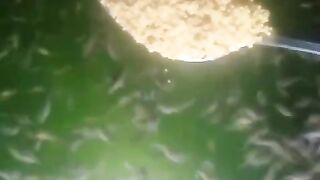 BIBIT LELE UKURAN 1-2cm BARU LEPAS CASUT