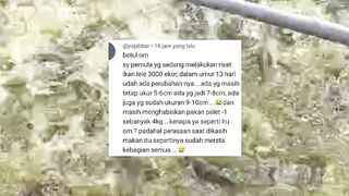 TERBUKTI❗Jangankan 1 bulan, 13 hari saja ukuran ikan lele sudah tidak rata