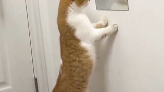 Funny cat video