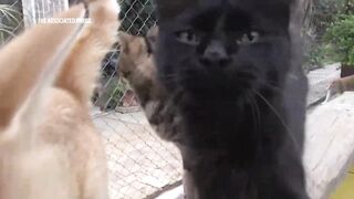 Cat sanctuary in South Africa offers older cats without owners a retirement home.