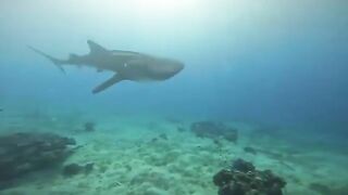 Whale Shark