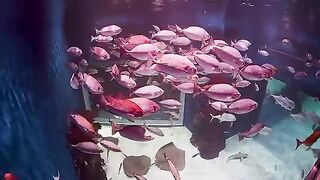 Lovely Mermaids