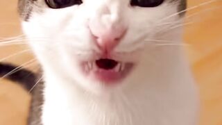 Song cat