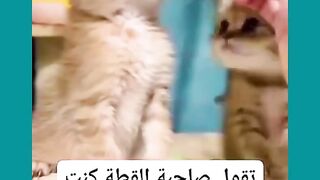 فديو مضحك