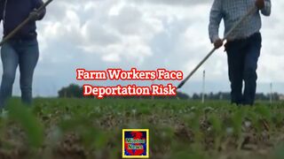 Undocumented California farm workers face deportation risk