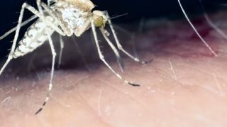 Mosquito Drinking Blood