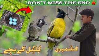 Bulbul Ke Bachay ~ Abdullah Asad Vlog ~ Don't Miss The End #pilwaaltv2