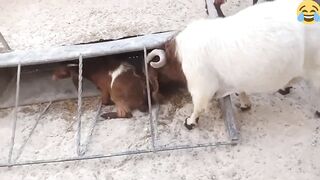 funny goat farm EG