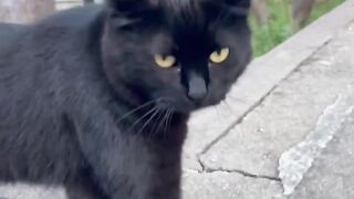 sweet tabby street cat