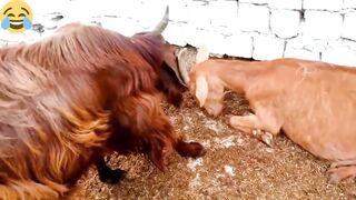 funny funny goat #viral